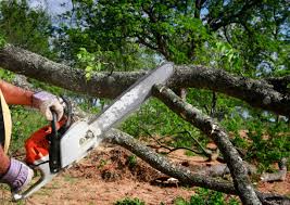 Professional Tree Removal Services in Bunk Foss, WA