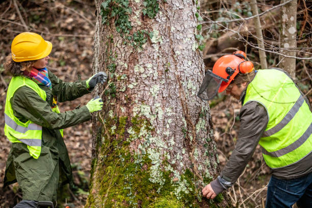 Best Arborist Consultation Services  in Bunk Foss, WA