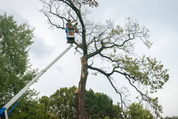 How Our Tree Care Process Works  in  Bunk Foss, WA